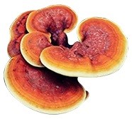 Reishi Paddestoel