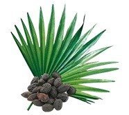 Saw Palmetto DHT-blokker